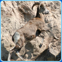 Animal Jigsaw