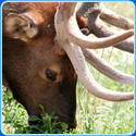 Animal Puzzle