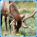 Animal Puzzle