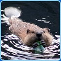 Animal Jigsaw