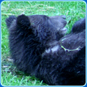 Animal Puzzle