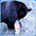 Animal Puzzle