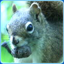Animal Puzzle